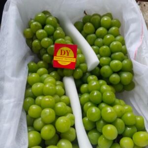 Anggur Muscat DY
